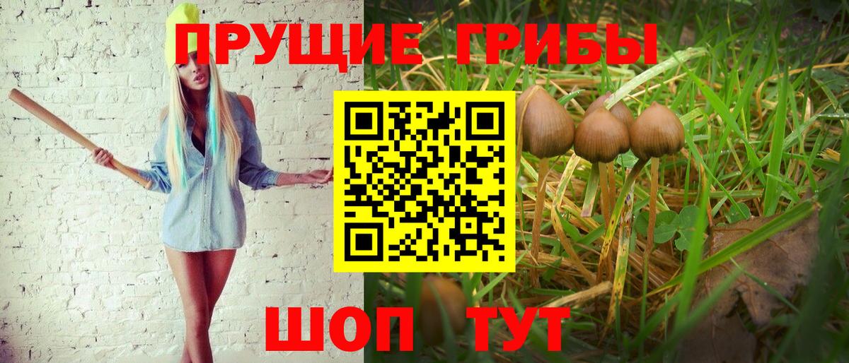 Псилоцибиновые грибы Cubensis Ярцево